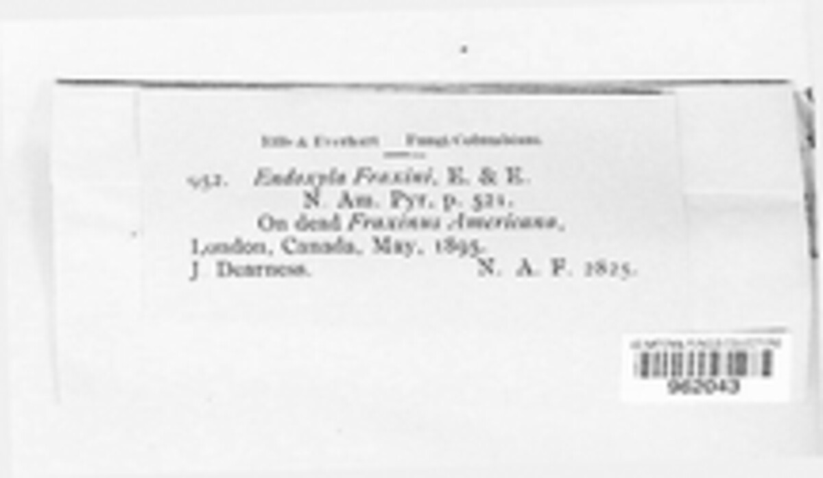 Endoxyla fraxini image